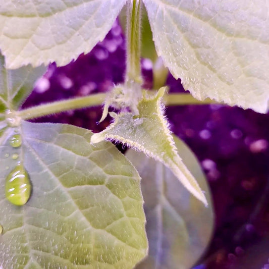 Close-up of a leaf with water droplets against a blurred purple background