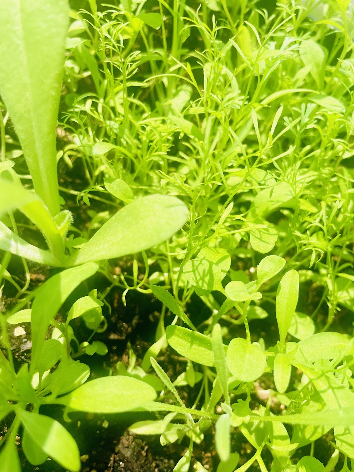 Close-up of green leafy plants