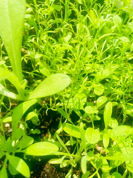 Close-up of green leafy plants