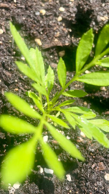 Young Marigold Plant In 4K Photo