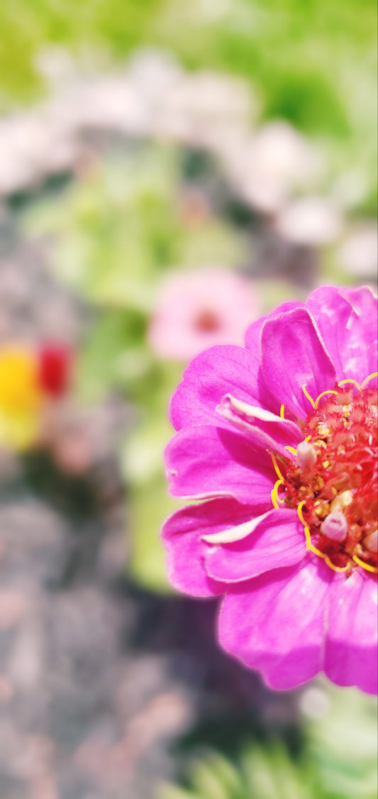 Close-up of a pink flower with a blurred garden background