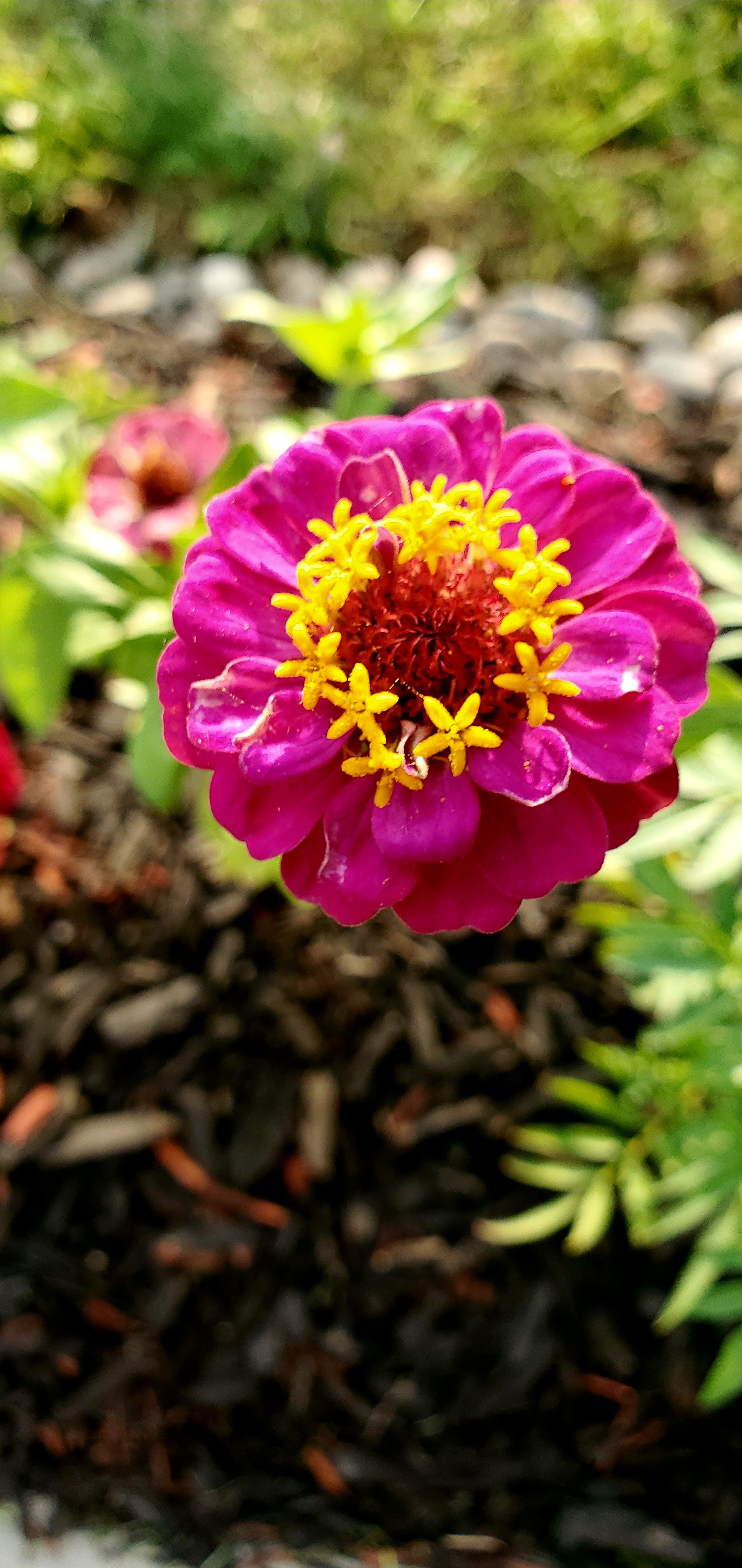 Close-up of a pink zinnia flower with a blurred green background