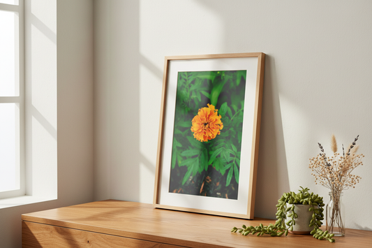 Marigold Plant Flowering Up Close